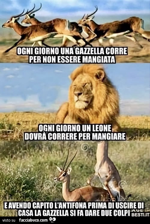Vaccata