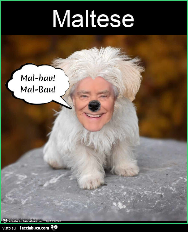 Maltese