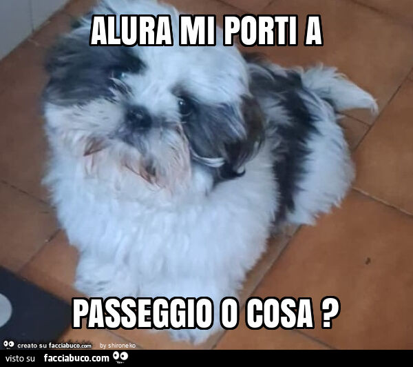 Alura mi porti a passeggio o cosa?