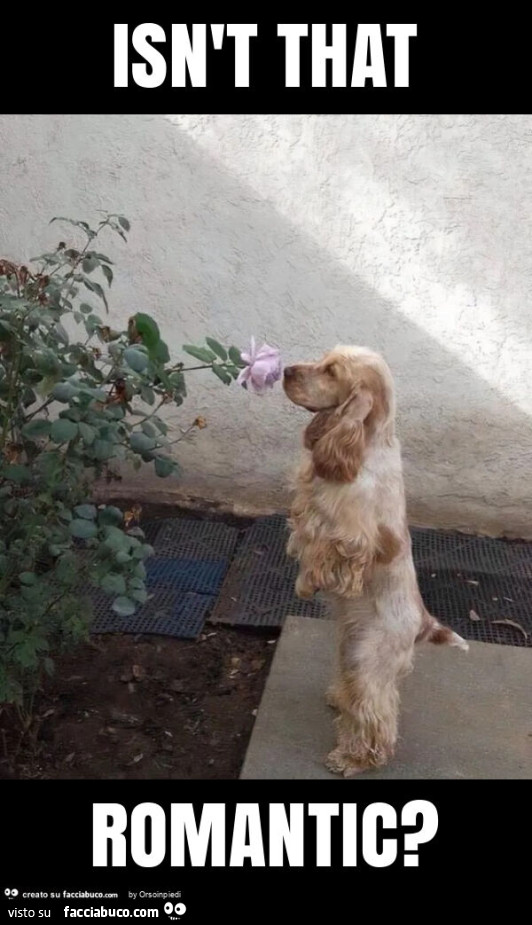 Isn't that romantic?