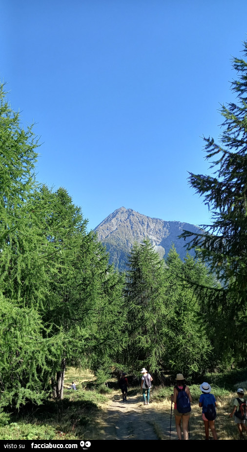 Vaccata