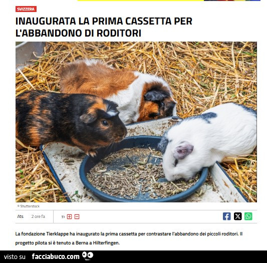 Protezione animali, piccoli roditori