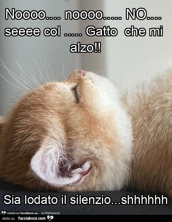 Noooo&hellip; noooo&hellip; no&hellip; seeee col&hellip; gatto che mi alzo! Sia lodato il silenzio&hellip; shhhhhh