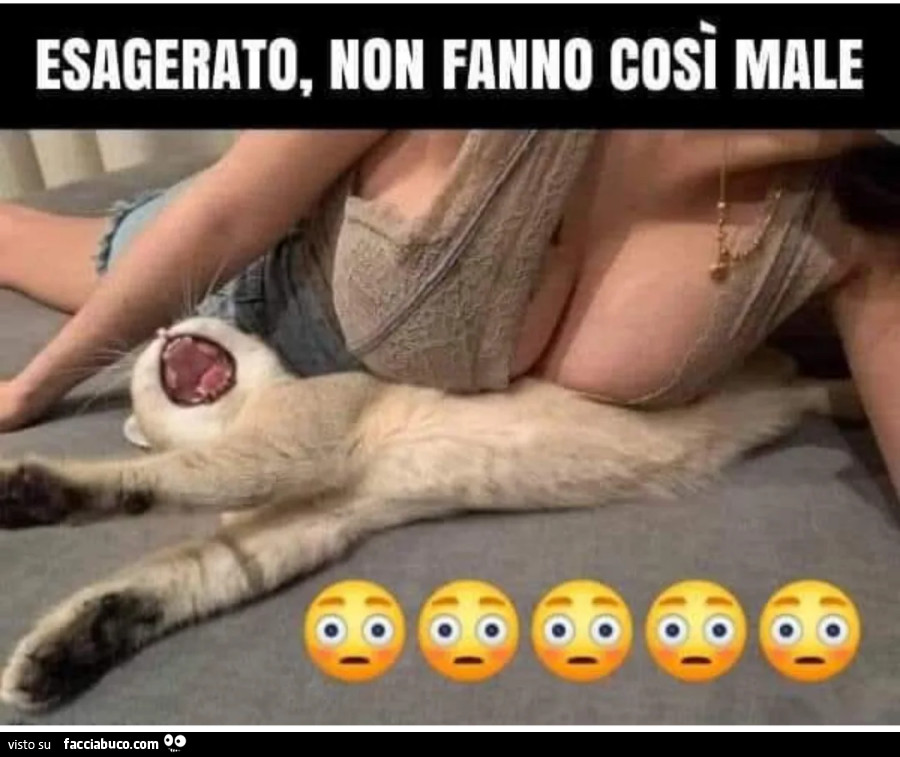 Vaccata
