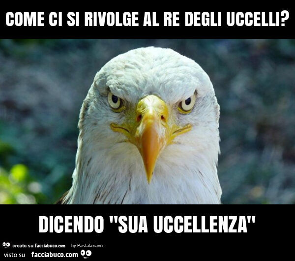 Come ci si rivolge al re degli uccelli? Dicendo "sua uccellenza"