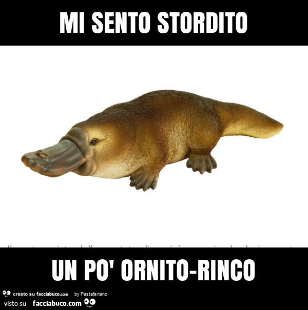 Mi sento stordito un po' ornito-rinco