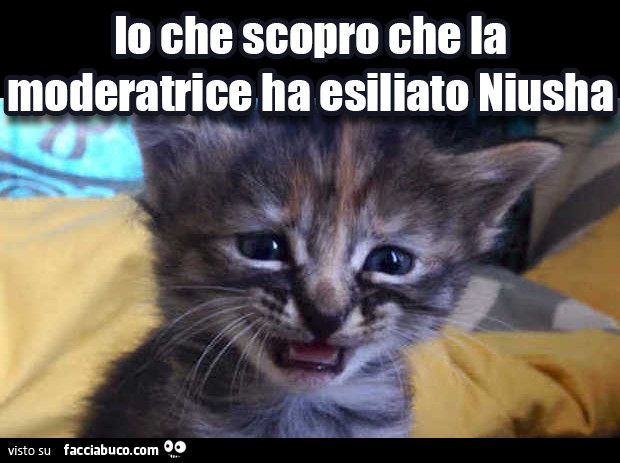Io che scopro che la moderatrice ha esiliato Niusha