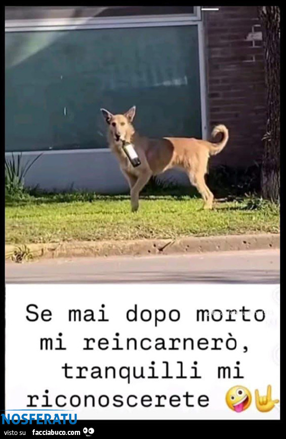 Dopo morto mi reincarnerò