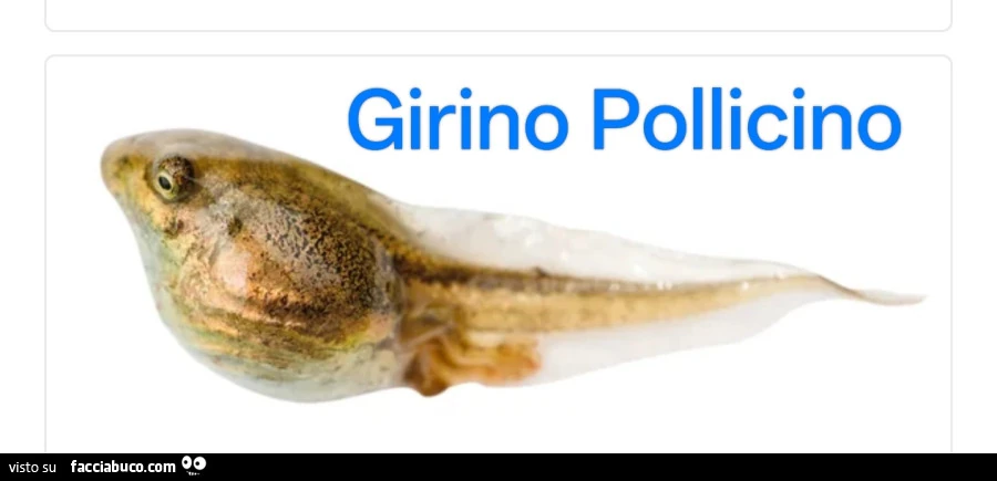 Girino pollicino