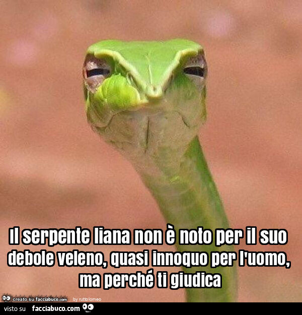 Il serpente liana non è noto per il suo debole veleno, quasi innoquo per l'uomo, ma perché ti giudica