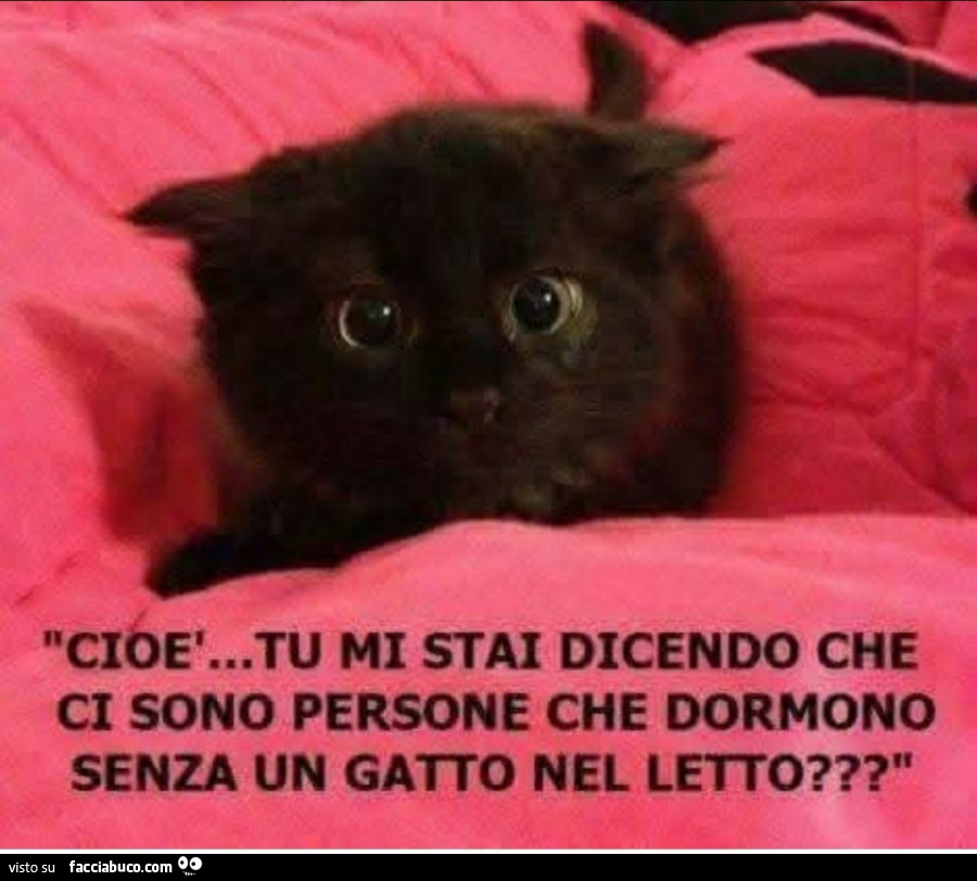 Cioè… tu mi stai dicendo che ci sono persone che dormono senza un gatto nel letto?