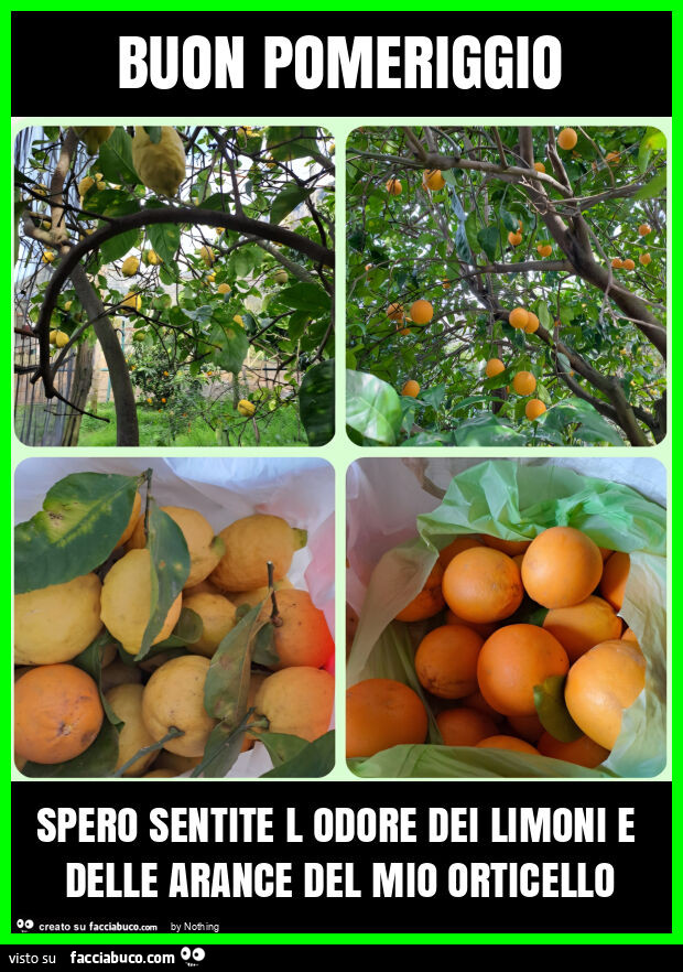 Buon pomeriggio spero sentite l odore dei limoni e delle arance del mio orticello