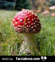 Vaccata