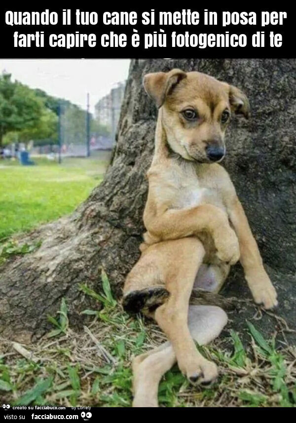 Quando il tuo cane si mette in posa per farti capire che è più fotogenico di te
