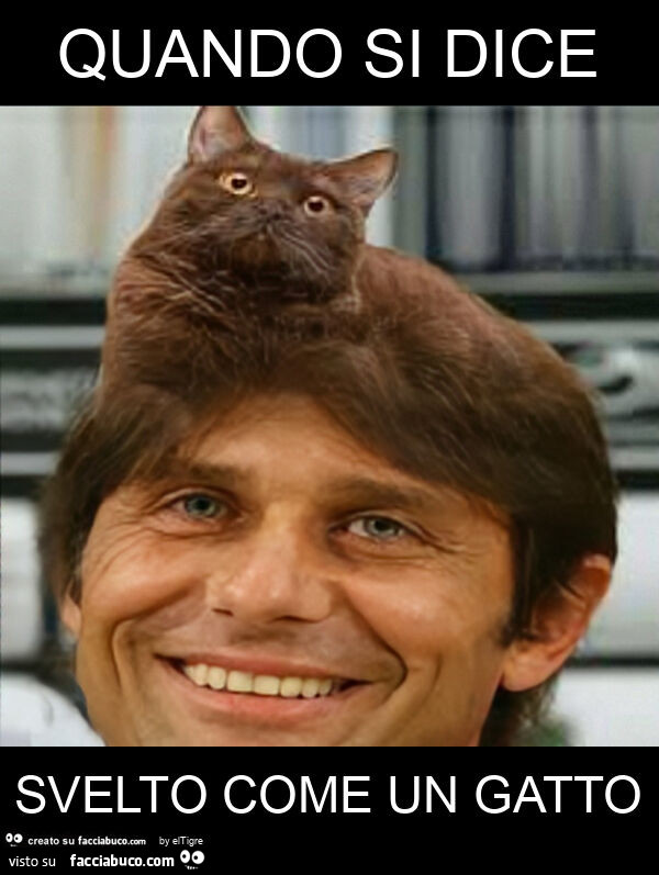 Quando si dice svelto come un gatto