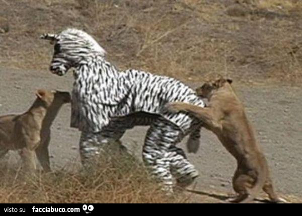 Carnevale Venezia zoo