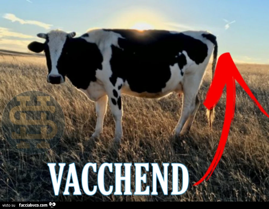 Vaccata