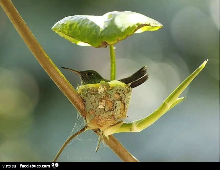 Colibrì