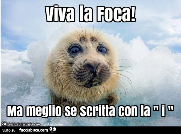 Viva la foca! Ma meglio se scritta con la " i "