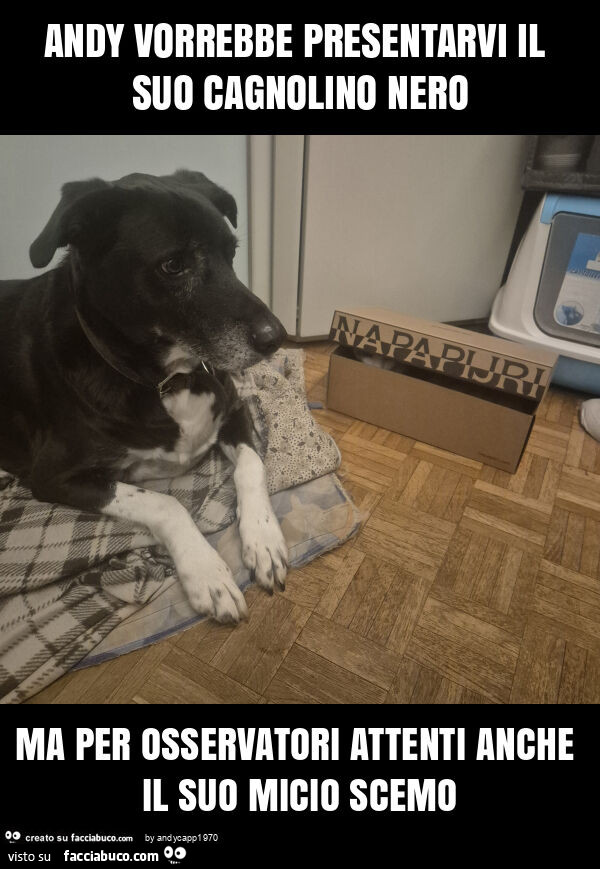 Andy vorrebbe presentarvi il suo cagnolino nero ma per osservatori attenti anche il suo micio scemo