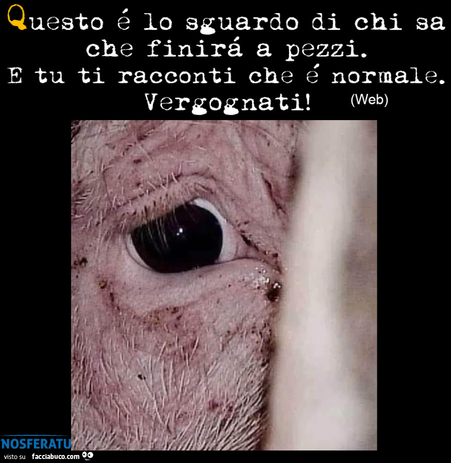 Lo sguardo di chi sa che finirà a pezzi