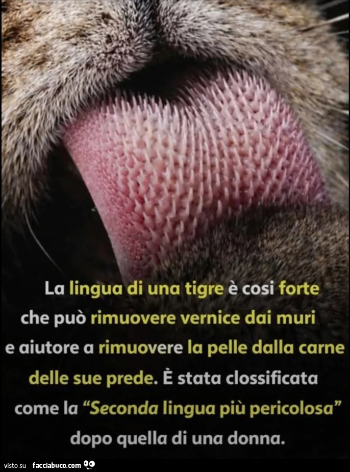 La lingua di una tigre e cosi forte che puรฒ rimuovere vernice dai muri e aiutore a rimuovere la pelle dalla carne delle sue prede. ร Stata clossificata come la "Seconda lingua piรน pericolosa" dopo quella di una donna