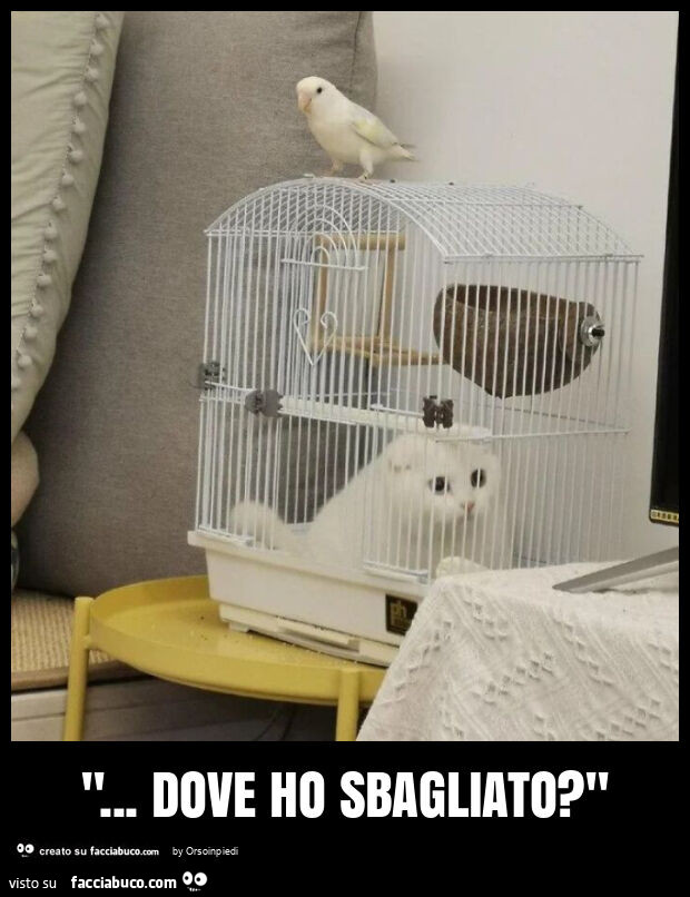 "… dove ho sbagliato? "