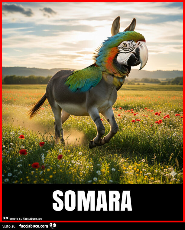 Somara