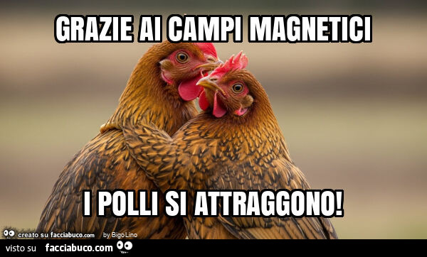 Grazie ai campi magnetici i polli si attraggono