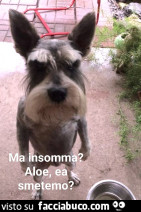 Vaccata