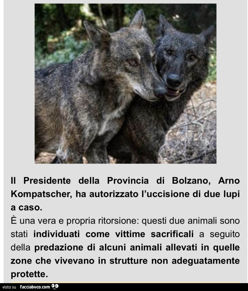 Vaccata