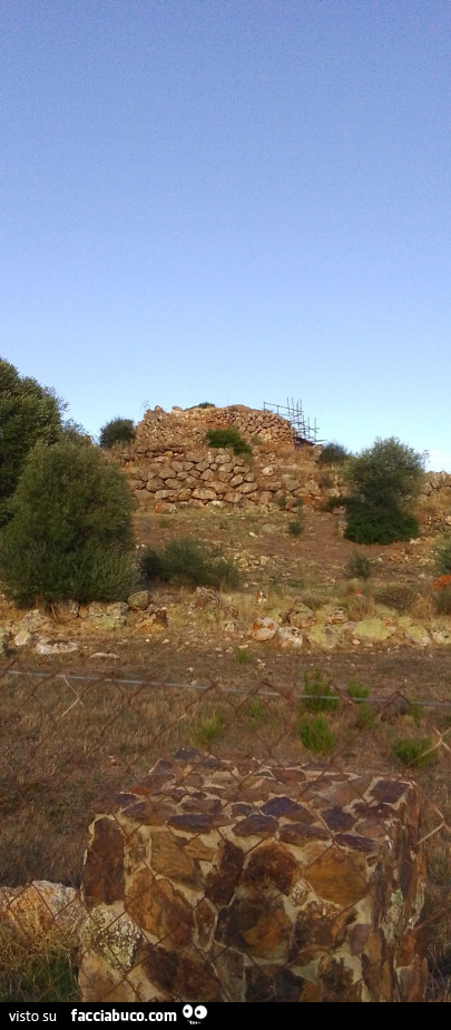 Vaccata