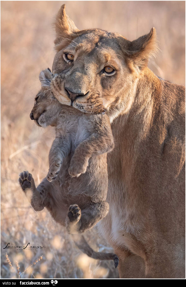 Leonessa che amorevolmente sposta il suo cucciolo