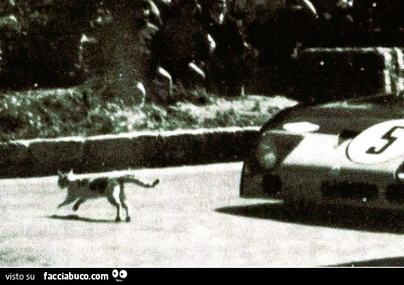 Targa Florio 1972, gatti