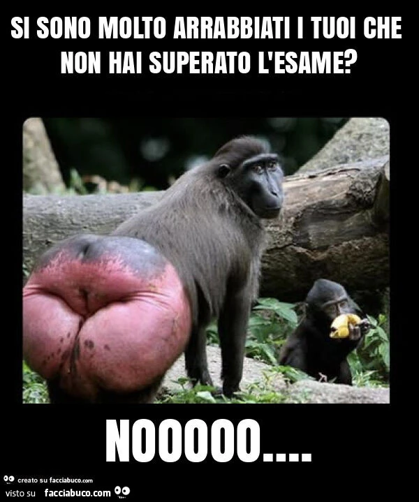 Si sono molto arrabbiati i tuoi che non hai superato l'esame? Nooooo…