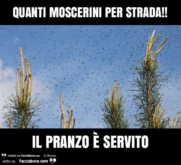 Quanti moscerini per strada! Il pranzo รจ servito