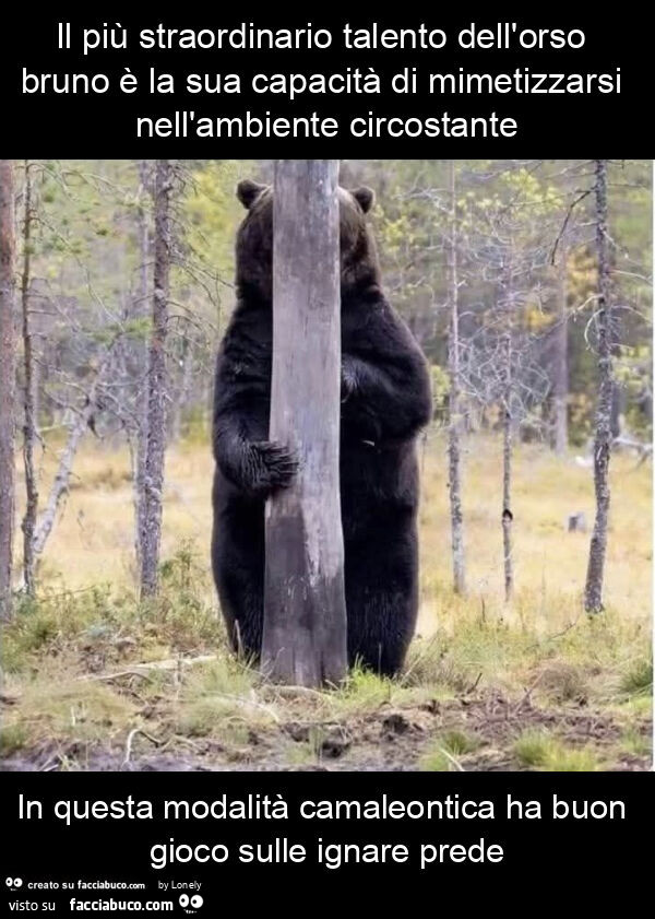 Il più straordinario talento dell'orso bruno è la sua capacità di mimetizzarsi nell'ambiente circostante in questa modalità camaleontica ha buon gioco sulle ignare prede