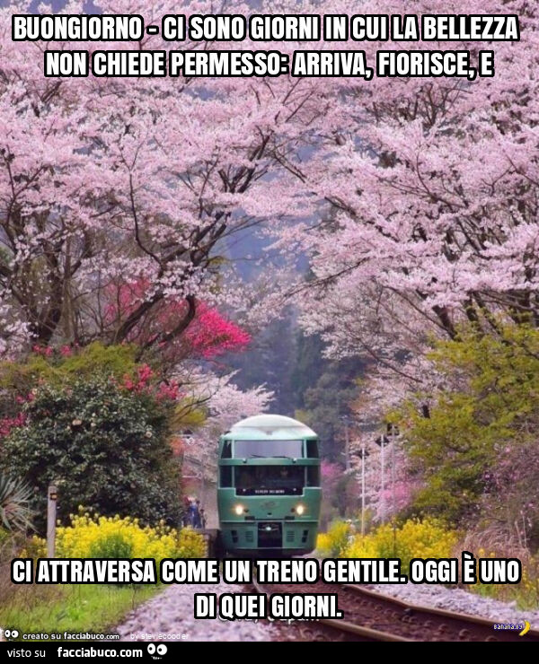 Buongiorno - ci sono giorni in cui la bellezza non chiede permesso: arriva, fiorisce, e ci attraversa come un treno gentile. Oggi è uno di quei giorni