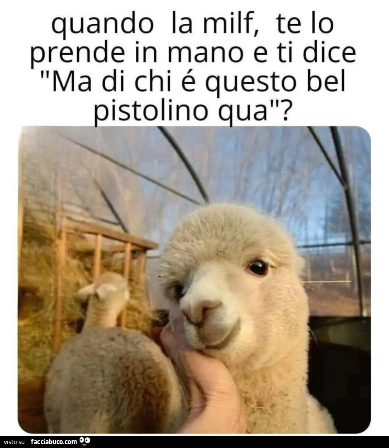 Vaccata