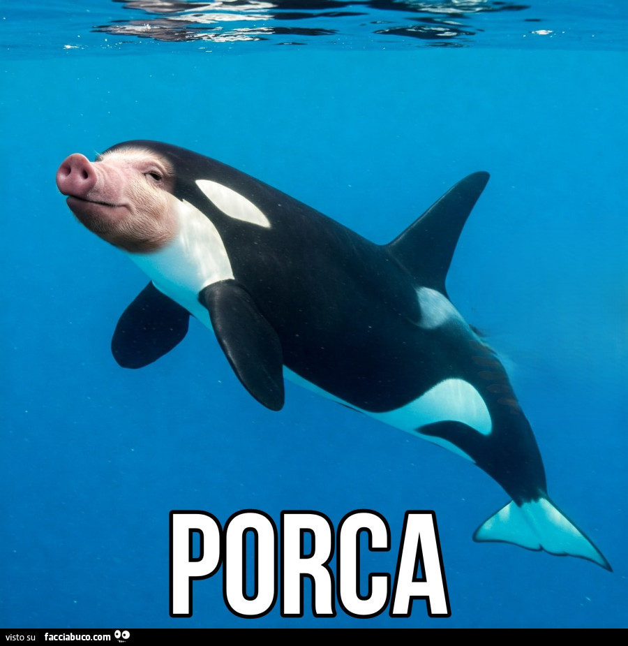 Orca Porca