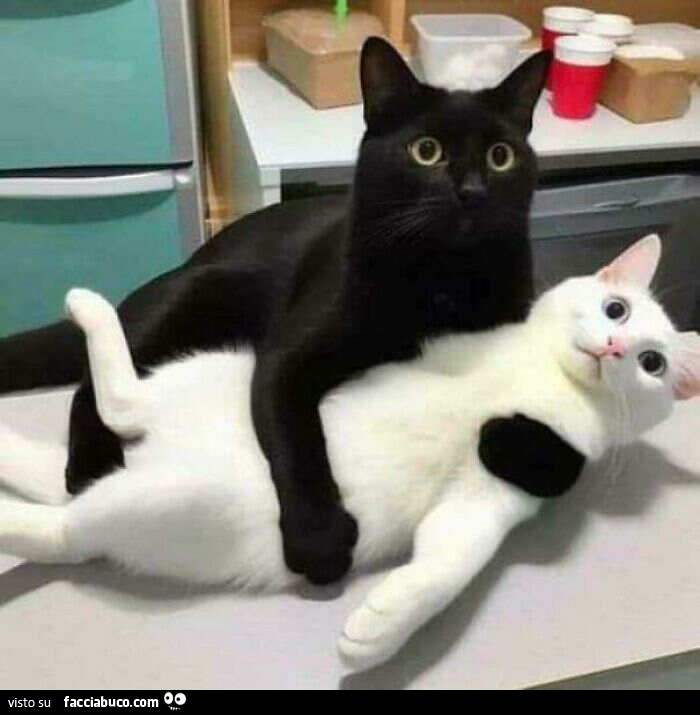 Gatti bianchi neri che si abbracciano