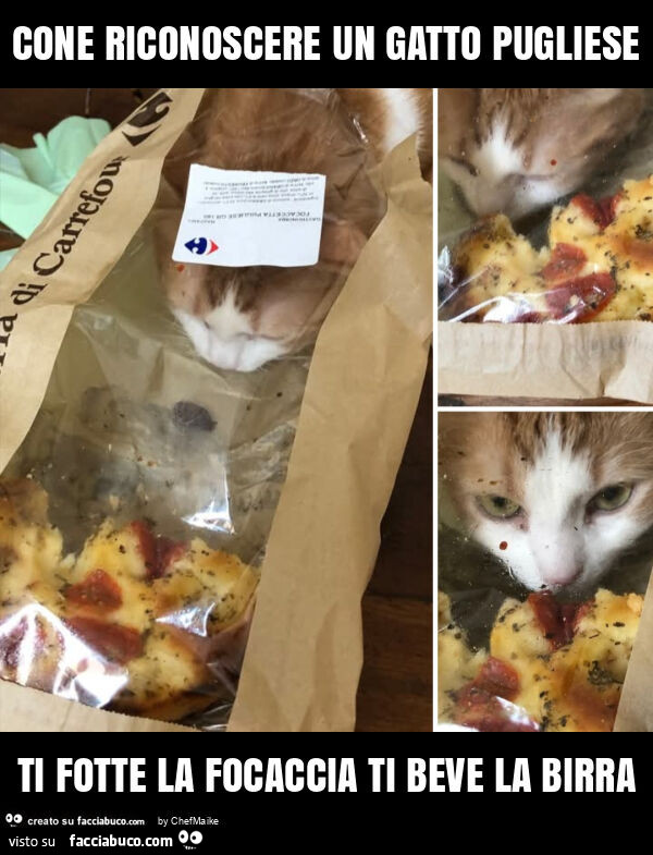 Cone riconoscere un gatto pugliese ti fotte la focaccia ti beve la birra