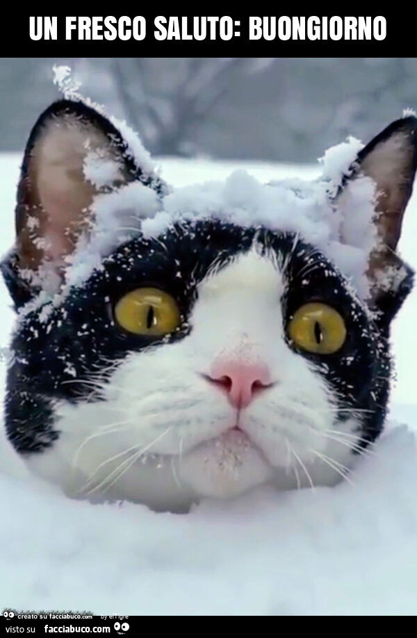 Un fresco saluto: buongiorno