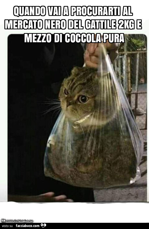 Quando vai a procurarti al mercato nero del gattile 2kg e mezzo di coccola pura