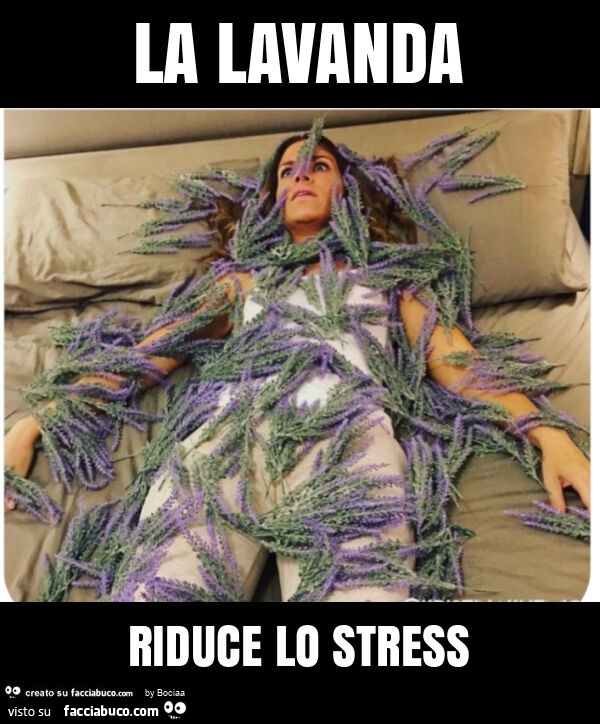 La lavanda riduce lo stress