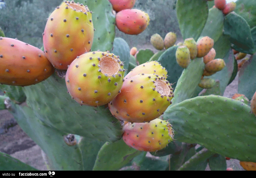 Fichi India in Sicilia