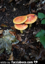 Vaccata