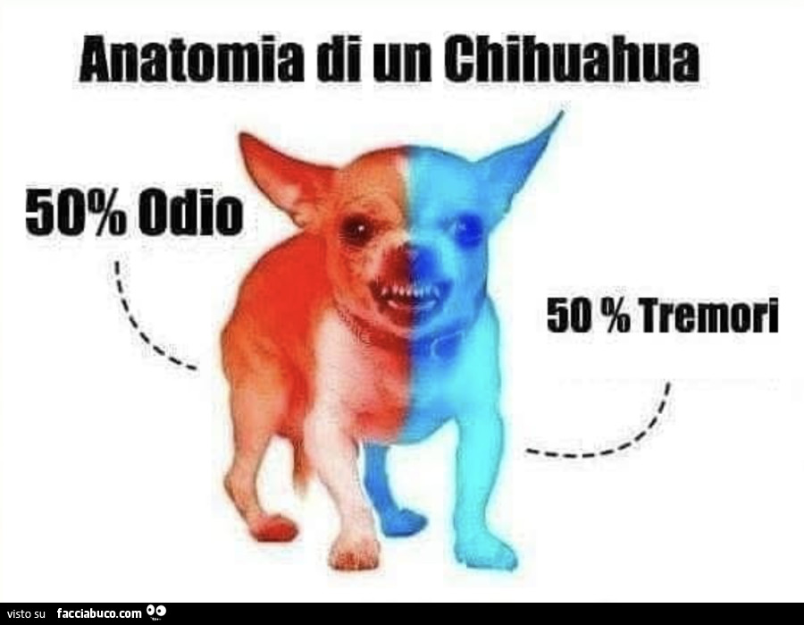 Anatomia di un chihuahua. 50% odio. 50% tremori