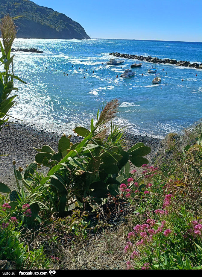 Vaccata