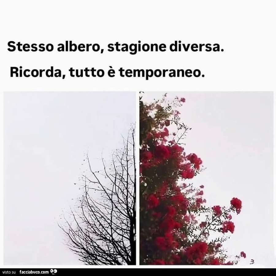 Stesso albero, stagione diversa. Ricorda, tutto è temporaneo